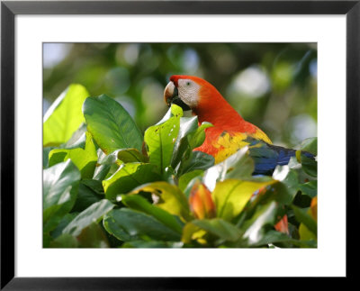 Scarlet Macaw, Peering Through Leaves, Costa Rica by Roy Toft Pricing Limited Edition Print image