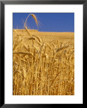 Harvest Time Wheat Crop, Palouse, Washington, Usa by Terry Eggers Pricing Limited Edition Print image
