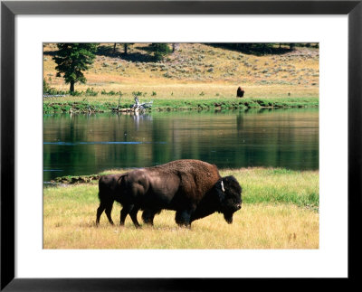 Pair Of American Bison Beside Yellowstone River, Hayden Valley, Yellowstone National Park, Wyoming by David Tomlinson Pricing Limited Edition Print image