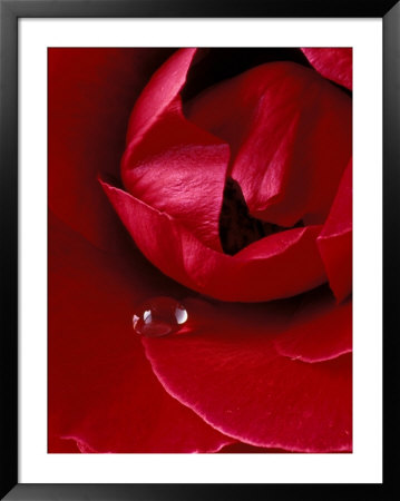 Red Rose, American Beauty, With Tear Drop, Rochester, Michigan, Usa by Claudia Adams Pricing Limited Edition Print image