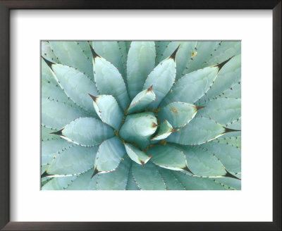 Agave, Desert Botanical Museum, Phoenix, Arizona, Usa by Rob Tilley Pricing Limited Edition Print image