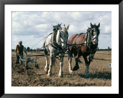 Ploughing With Shire Horses, Derbyshire, England, United Kingdom by Michael Short Pricing Limited Edition Print image