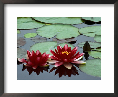 Red Flowers Bloom On Water Lilies In Laurel Lake, South Of Bandon, Oregon, Usa by Tom Haseltine Pricing Limited Edition Print image