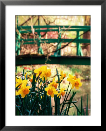 Daffodils With Bridge Over Pond In Background, Garden Of Claude Monet, Giverny, France by David Tomlinson Pricing Limited Edition Print image