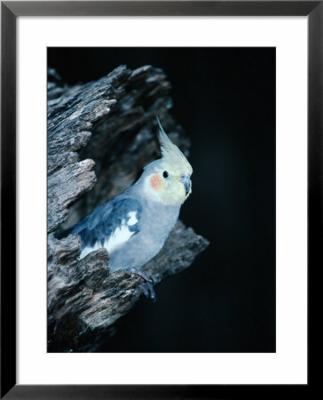 Cockatiel (Leptolophus Hollandicus) At Evelyn Creek, Australia by Mitch Reardon Pricing Limited Edition Print image