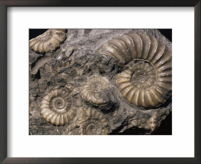 Fossils, Ammonites by Tony Waltham Pricing Limited Edition Print image