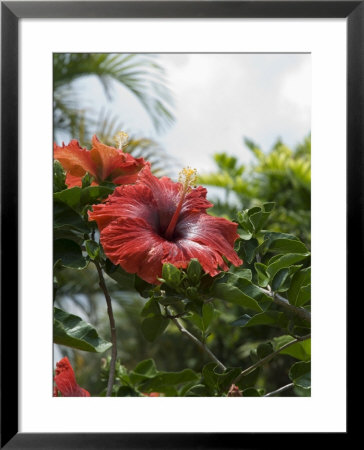 Red Hibiscus Flowers, Costa Rica, Central America by R H Productions Pricing Limited Edition Print image
