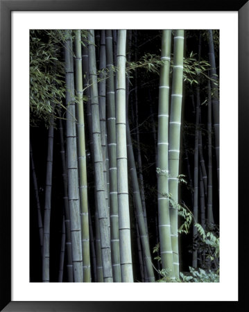 Bamboo Forest, Kyoto, Japan by Dave Bartruff Pricing Limited Edition Print image