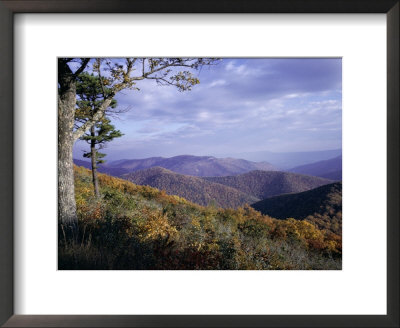 Area Near Loft Mountain, Shenandoah National Park, Virginia, Usa by James Green Pricing Limited Edition Print image