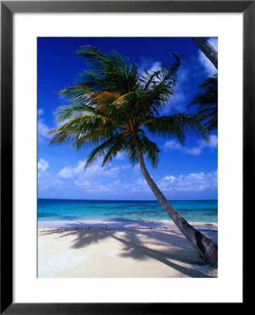 A Palm Tree Bends To The Caribbean Sea On A Key In The San Blas Islands, San Blas, Panama by Alfredo Maiquez Pricing Limited Edition Print image