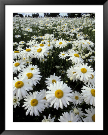 Shasta Daisy Crop, Near Silverton, Oregon, Usa by Darrell Gulin Pricing Limited Edition Print image