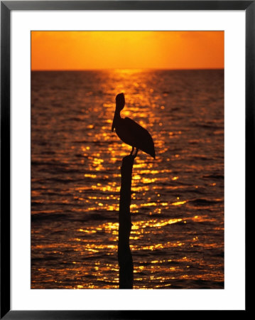 Bird On A Post At Sunset, Caye Caulker, Belize by Doug Mckinlay Pricing Limited Edition Print image