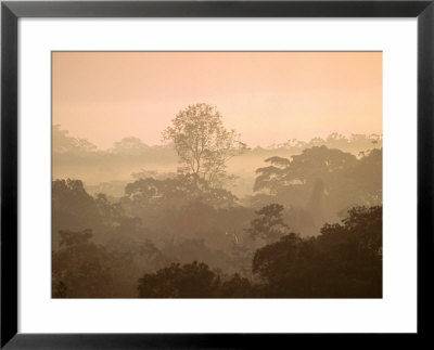 Mist Over Canopy, Amazon, Ecuador by Pete Oxford Pricing Limited Edition Print image
