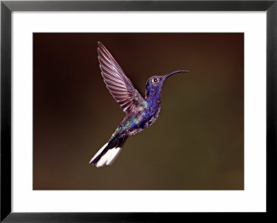 Violet Sabrewing Hummingbird In Flight, Costa Rica by Charles Sleicher Pricing Limited Edition Print image