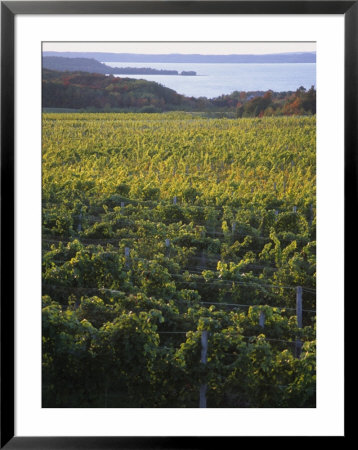 Vineyards Near Traverse City, Michigan, Usa by Michael Snell Pricing Limited Edition Print image