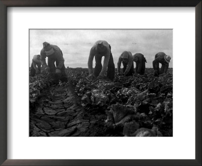 Filipinos Cutting Lettuce, Salinas, California, 1935 by Dorothea Lange Pricing Limited Edition Print image