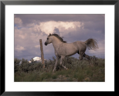 White Horse Trotting Along Barbed Wire Fence by Jim Oltersdorf Pricing Limited Edition Print image