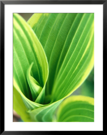 Hosta Montana (Aureomarginata) by Mark Bolton Pricing Limited Edition Print image