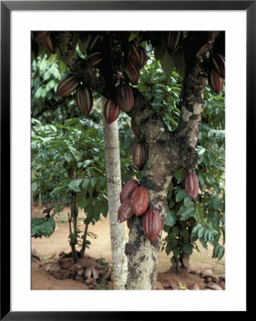 Cocoa Pods On Tree, Sri Lanka by Sybil Sassoon Pricing Limited Edition Print image