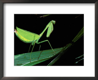Preying Mantis, Amazon, Ecuador by Pete Oxford Pricing Limited Edition Print image
