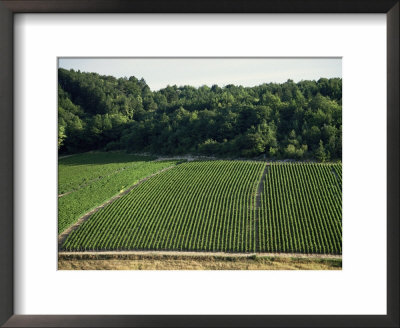 Chablis Vineyards, Fleys, Near Chablis, Yonne, Burgunday, France by Michael Busselle Pricing Limited Edition Print image