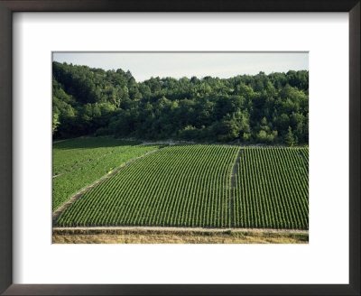 Chablis Vineyards, Fleys, Near Chablis, Yonne, Burgunday, France by Michael Busselle Pricing Limited Edition Print image