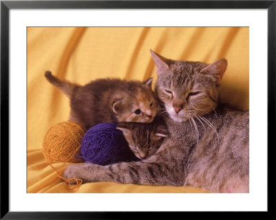 Portrait Of Cat And Her Kittens by Frank Siteman Pricing Limited Edition Print image