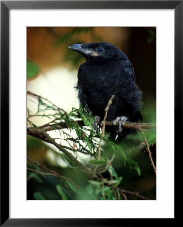 American Crow, British Columbia by Olaf Broders Pricing Limited Edition Print image