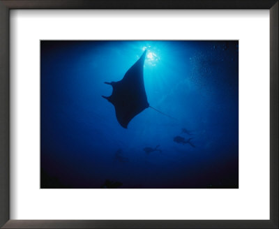 A Silhouetted Manta Ray Swims In Deep Blue Water by Raul Touzon Pricing Limited Edition Print image