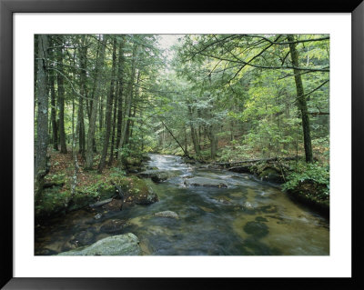 A Woodland View With A Rushing Brook by Heather Perry Pricing Limited Edition Print image