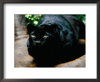 A Rare Black Leopard In Jungle World At The Bronx Zoo by Michael Nichols Pricing Limited Edition Print image