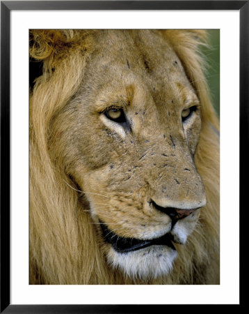 Male Lion (Panthero Leo), Kruger National Park, South Africa, Africa by Steve & Ann Toon Pricing Limited Edition Print image