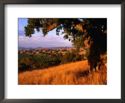 Firestone Vineyard In Background, Santa Ynez Valley, California by Oliver Strewe Pricing Limited Edition Print image