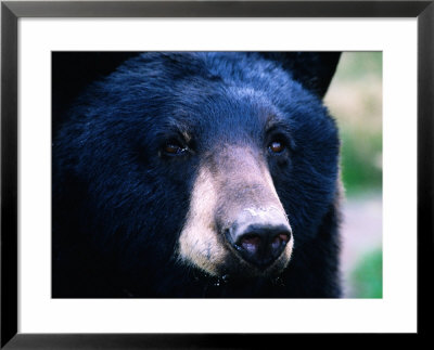 Black Bear (Ursus Americanus), U.S.A. by Mark Newman Pricing Limited Edition Print image