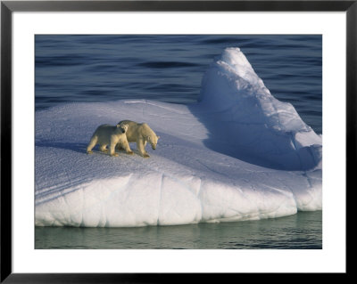 Mother Polar Bear And Her Cub Ride The Open Seas Aboard An Iceberg by Paul Nicklen Pricing Limited Edition Print image