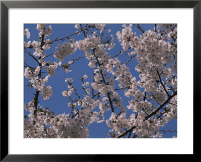 View Of Cherry Blossoms In Full Bloom by Stacy Gold Pricing Limited Edition Print image