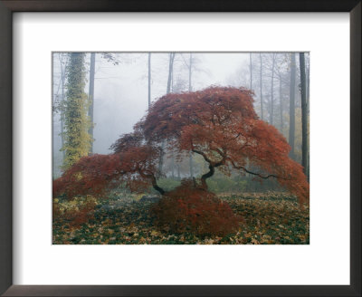 Japanese Maple Trees (Acer Palmatum) Exhibiting Fall Colors by Darlyne A. Murawski Pricing Limited Edition Print image
