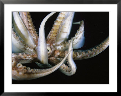 Sucker Covered Tentacles Ringed Around A Giant Squids Mouth by Brian J. Skerry Pricing Limited Edition Print image