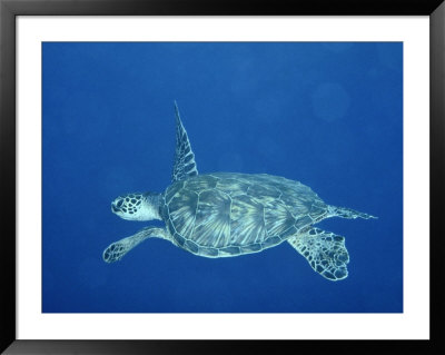 A Lone Sea Turtle Swims Through The Water by Wolcott Henry Pricing Limited Edition Print image