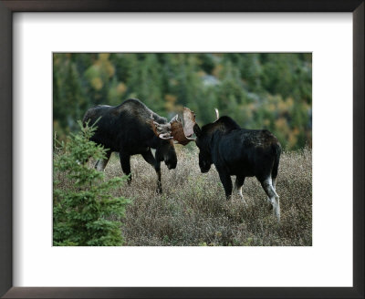 Bull Moose Spar With One Another by Raymond Gehman Pricing Limited Edition Print image