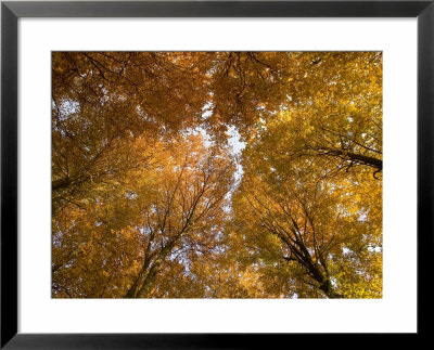 Beech Tree Forest In Autumn, Senne, Nordrhein Westfalen, Germany by Thorsten Milse Pricing Limited Edition Print image