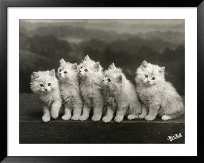 Row Of Five Adorable White Fluffy Chinchilla Kittens by Thomas Fall Pricing Limited Edition Print image
