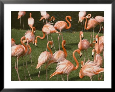 A Flock Of Flamingos At The Waters Edge by Bill Curtsinger Pricing Limited Edition Print image