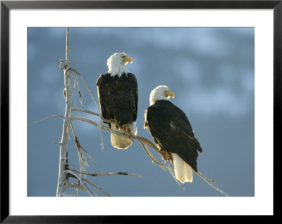 A Pair Of Bald Eagles Perch On A Tree Branch by Klaus Nigge Pricing Limited Edition Print image