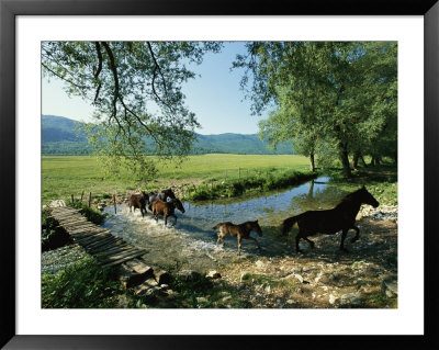 Wild Horses Cross A Stream On A High Plain Surrounded By Mountains by O. Louis Mazzatenta Pricing Limited Edition Print image