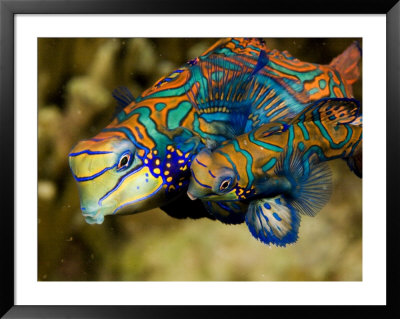 Pair Of Mandarinfish Swim Close Together Prior To Spawning, Malapascua Island, Philippines by Tim Laman Pricing Limited Edition Print image