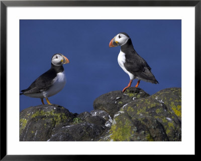 Puffin On Rock, Fratercula Arctica, Isle Of May, Scotland, United Kingdom by Steve & Ann Toon Pricing Limited Edition Print image