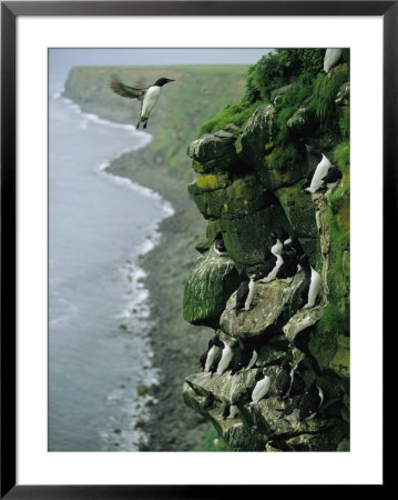 Thick-Billed Murres Roost On A Nesting Cliff On St. Paul Island by Joel Sartore Pricing Limited Edition Print image