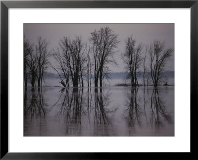 Bare Trees Reflected In The Water by Sam Abell Pricing Limited Edition Print image