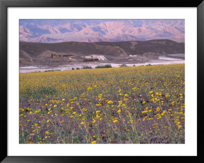 Harmony Borax Works And Carpet Of Desert Gold Wildflowers, Death Valley National Park, California by Jamie & Judy Wild Pricing Limited Edition Print image